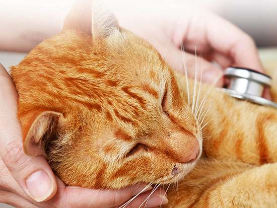 fox companion care- compassionate in-home euthanasia